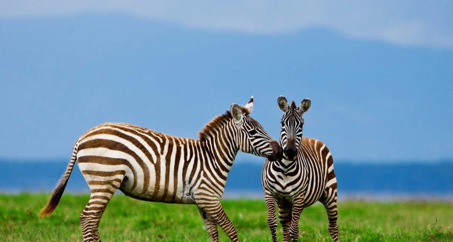 Striped zebras contrast wonderfully against the greens and blues of Ngorongoro Crater. © Shutterstock